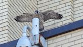 Montreal peregrine falcon chicks take first flights into a world full of danger