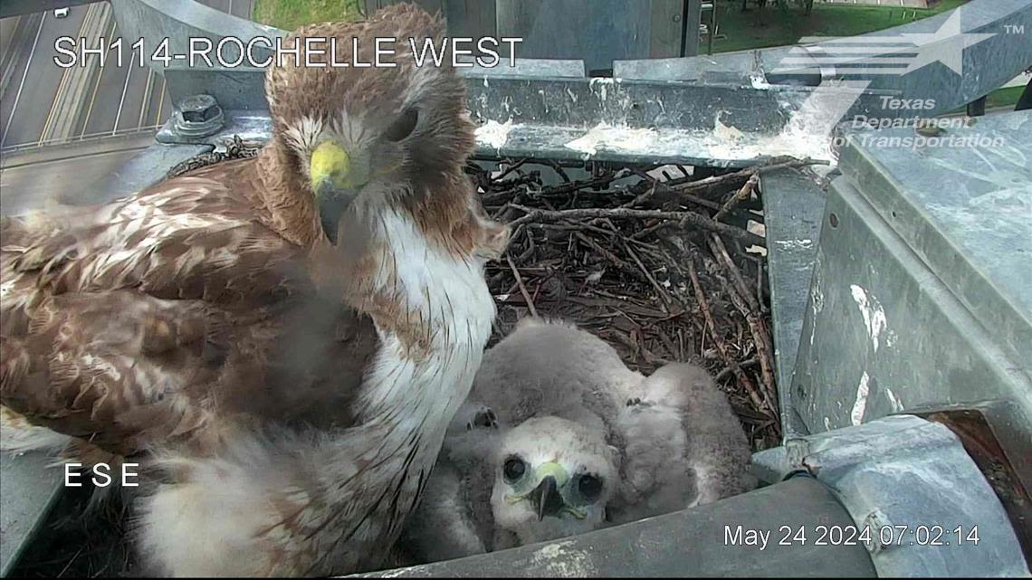 Is the baby hawk nesting over a North Texas highway ready to leave the nest?