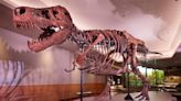 ‘SUE: The T. rex Experience’ coming to Saint Louis Science Center