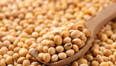 Mandi prices of soybean rise on hike in import duty, likely to cross MSP as arrivals commence