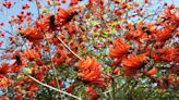 Los botánicos cambian 200 nombres de plantas por su tufo racista, pero mantienen la opción de homenajes a personas polémicas