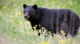 DNR shares tips on 'bear-proofing' your property