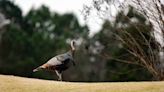 What’s a snood and how fast is a wild turkey? 10 things to know about the star of the season