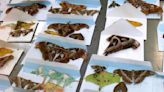 Hallan 60 mariposas muertas importadas ilegalmente a Pensilvania desde Portugal