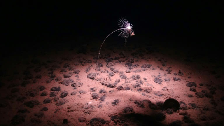 Deep ocean 'dark oxygen' find could rewrite Earth's history
