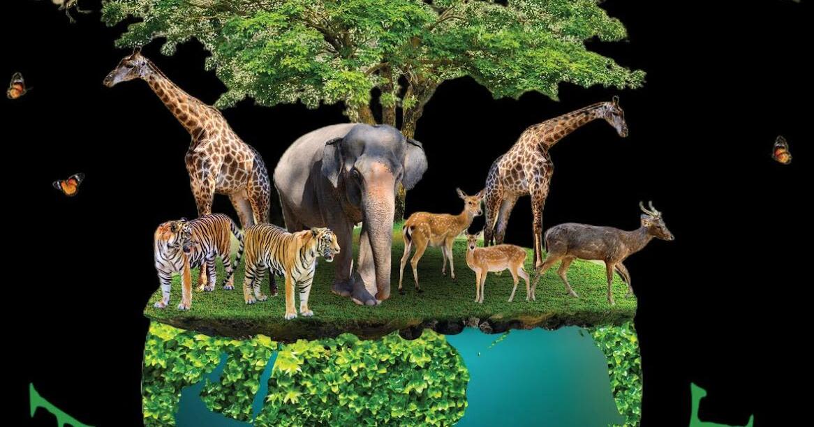 'Animal Planet' will be at Lewis Playhouse