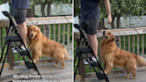 Golden Retriever becomes "best helper" whenever owner gets the ladder out