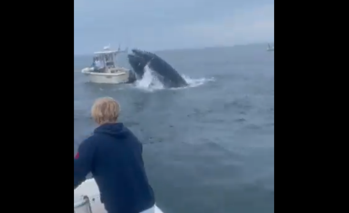 Video shows whale capsizing boat off NH coast