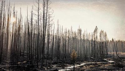 Which U.S. counties are at the greatest risk for wildfire damage?