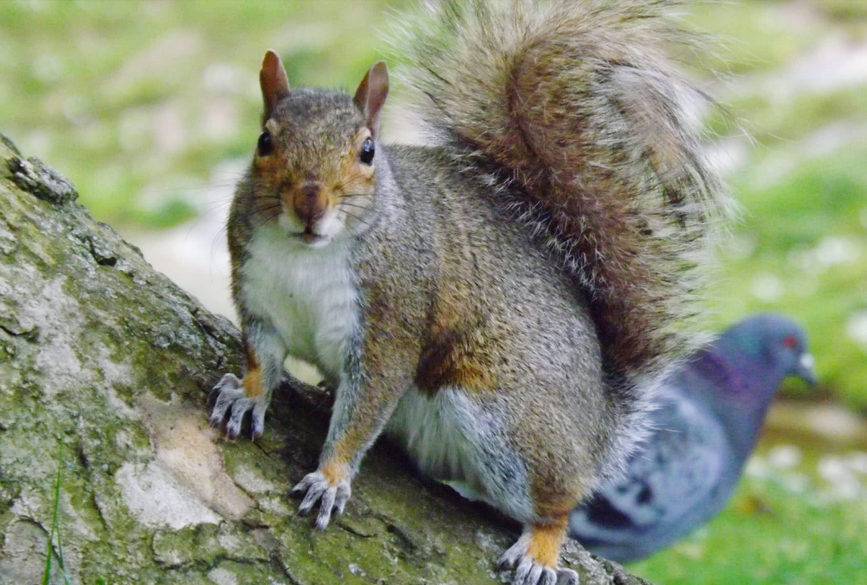 How squirrels cope with stress: New study may offer climate lessons for humans