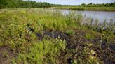 Viewpoint: Indiana’s vulnerable wetlands at even greater risk