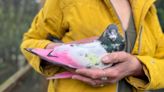 Stop dyeing birds for gender reveals, charity says