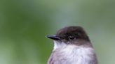 For 50 years, hundreds of phoebe birds have called this South Side location home