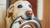 ¡Darán arbolitos! Dona croquetas para perritos rescatados en Deportiva