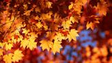 Illinois and Missouri each have 1 of the best US towns to see fall leaves, magazine says