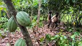 Ivory Coast seizes 100 tons of cocoa at the border with Guinea