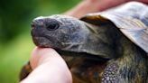Malaysia rescues hundreds of tortoises from 'Ninja Turtle Gang'