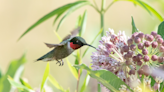 Hummingbirds are migrating; when they will arrive in Ohio