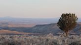 Grand Teton National Park to continue sagebrush restoration project