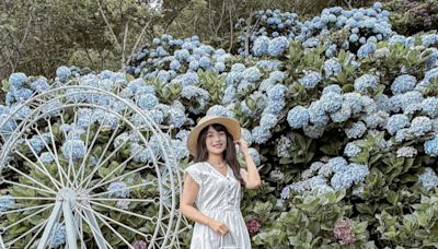 夢幻繡球花海造景美照拍不完！最療癒花園咖啡廳花況交通一次看