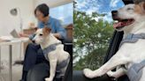 卸任將滿月！蔡英文PO愛犬「樂樂」萌照 意外曝光新造型-台視新聞網