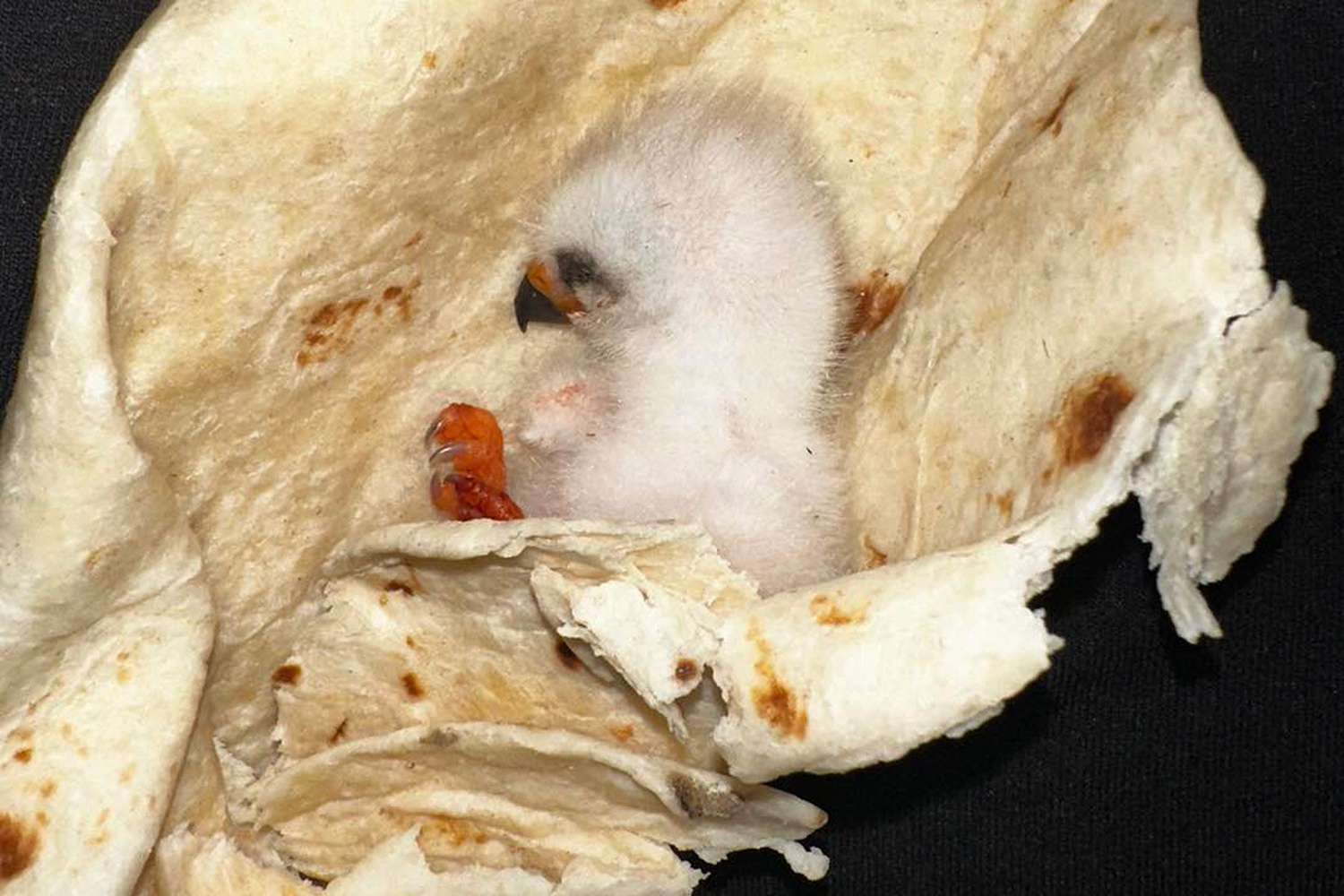 Texas Family Finds Baby Bird and Uses Warm Tortilla to Protect the Chick Until Rescuers Arrive