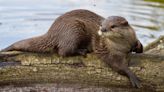 River Otter Attacks Three Women on Float Trip, One Victim Life-Flighted