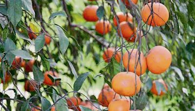 Experts share tips on monsoon fruit management