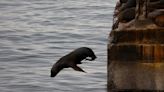 Lobo marino es sorprendido descansando sobre un colectivo en Valdivia