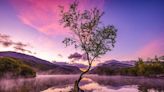 El “árbol solitario” y otras espectaculares imágenes de la naturaleza premiadas