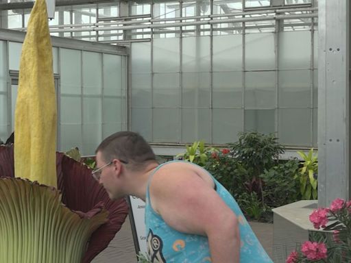 Thousands head to Frederik Meijer Gardens to get a whiff of corpse flower while it's in bloom