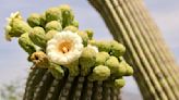 Tucson saguaros are blooming. Here's everything you need to know.