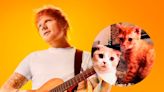 Calippo y Dorito, los famosos gatos de Ed Sheeran que son furor en las redes sociales