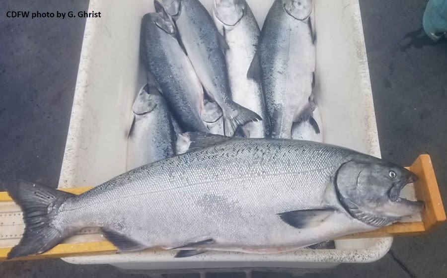 ... for California Anglers Bound for Oregon’s Recreational Ocean Salmon Fisheries: Oregon Salmon Must be Brought onto Oregon Shores...