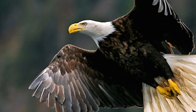 Chicken’s Frantic Race to Escape Bald Eagle’s Clutches Goes Viral