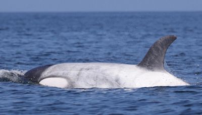 Rare WHITE killer whale spotted & scientists say it has ‘glowing mutation’