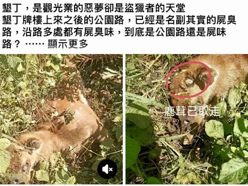 墾丁國家公園發生獵殺梅花鹿盜取鹿茸案 警方擴大查緝力度