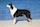 Smooth Collie