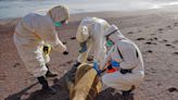 Masiva muerte de lobos marinos en Perú por presunta gripe aviar
