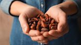 Cacao: Senamhi actualiza riesgos climáticos para su cultivo, ¿qué dice?