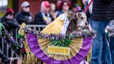 New Orleans' Dog-Only Mardi Gras Parade Wins the Internet