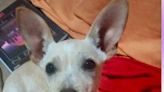 'Adote um Pet Gauchinho': cães resgatados nas enchentes do RS chegam nesta sexta-feira para campanha de adoção
