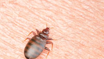Warning of new bedbug surge in UK - how to spot them and what to do