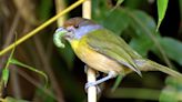 Para ayudar a las aves y los insectos, cultive jardines autóctonos