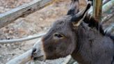 Pet Donkey With a Case of the Hiccups Has Everyone So Delighted