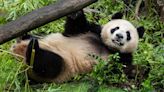 San Diego Zoo shares first look at new giant pandas following their arrival in US