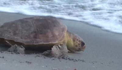 2 injured loggerhead turtles triumphantly crawl into the Atlantic after rehabbing in Florida