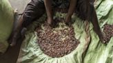 Traders See Cocoa Rally Top $15,000 on Lingering Supply Shortage