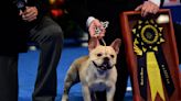 French bulldog named Winston wins best in show at National Dog Show