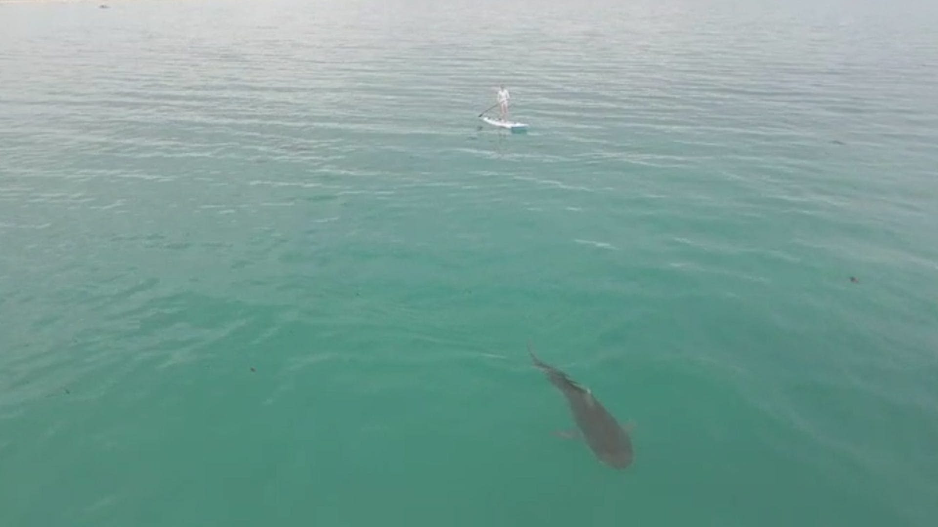 Videographer captures tiger shark lurking near wife as she paddleboards